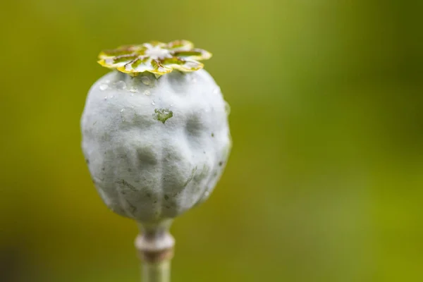Opiumvallmo (Papaver somniferum). Vallmo blomma — Stockfoto