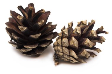 Beyaz bir arka plan üzerinde izole kahverengi çam kozalağı