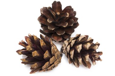 Beyaz bir arka plan üzerinde izole kahverengi çam kozalağı