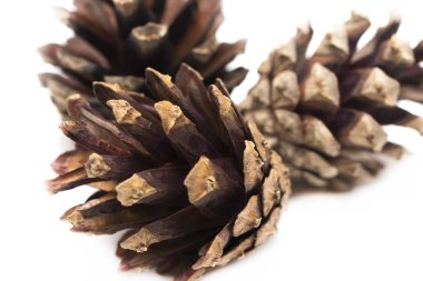 iğne yapraklı ağaçların üzerinde beyaz izole koniler