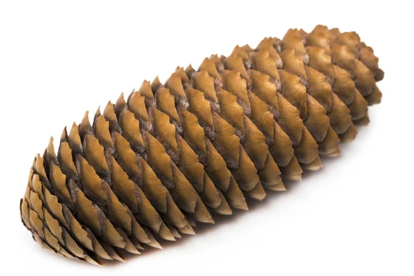 Cones de coníferas isoladas em branco — Fotografia de Stock