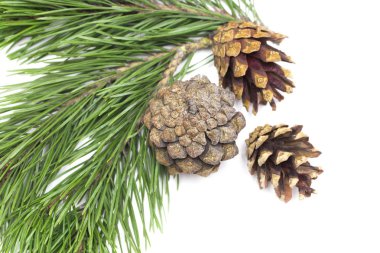 Yaprakları ve beyaz arka plan üzerinde Noel için çam kozalakları