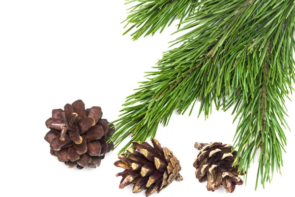 Tak van de kerstboom met kegels geïsoleerd op witte achtergrond — Stockfoto