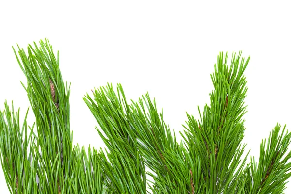 Karácsonyi zöld keret elszigetelt fehér háttér — Stock Fotó