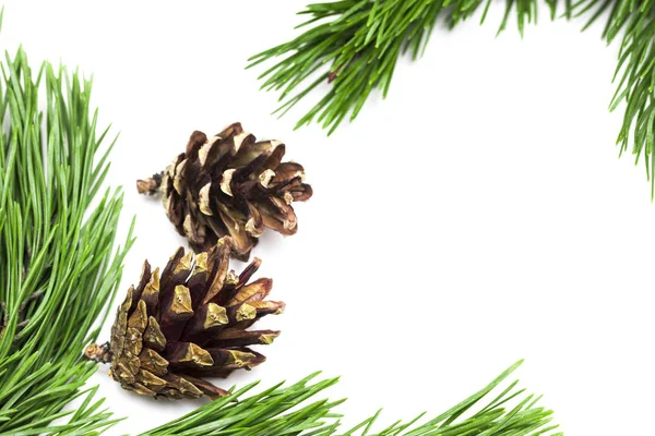 Leaves and pine cones for Christmas on white background Stock Picture