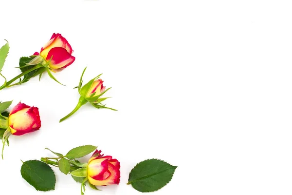 Composición de flores. Marco hecho de flores de rosas. Piso laico, superior v — Foto de Stock