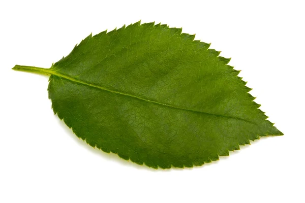 Hoja de rosa verde aislada sobre fondo blanco —  Fotos de Stock