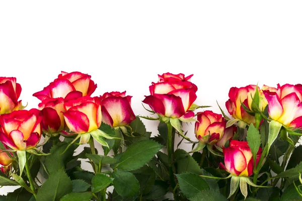 Ramo de hermosas rosas rojas sobre un fondo blanco — Foto de Stock