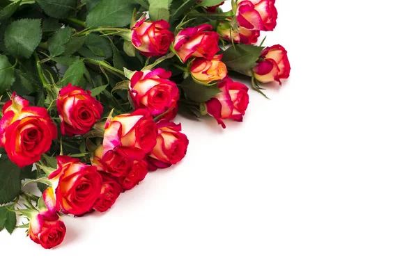 Rosas rojas sobre fondo blanco con espacio para copiar — Foto de Stock