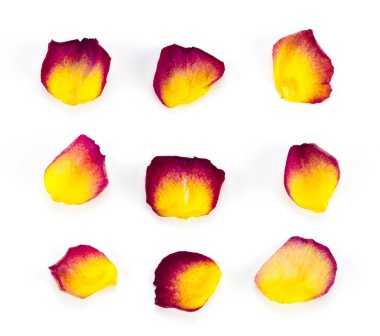 Beyaz arka plan üzerinde izole kırmızı ve Sarı gül yaprakları