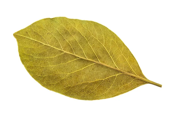 Folhas de louro de especiarias isoladas em fundo branco — Fotografia de Stock
