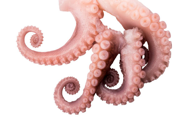 tentacles of octopus isolated on white background