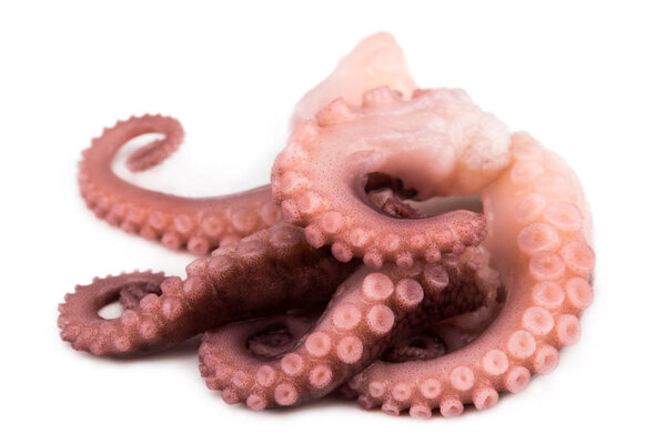 tentacles of octopus isolated on white background