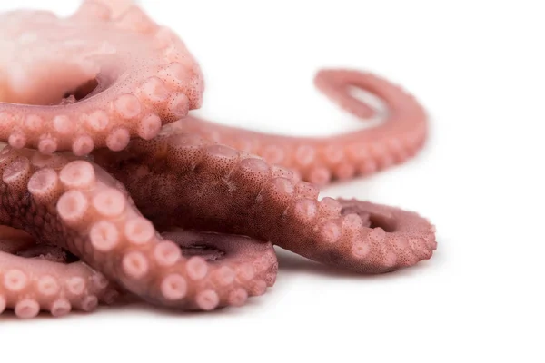 Tentakels van de octopus geïsoleerd op witte achtergrond — Stockfoto