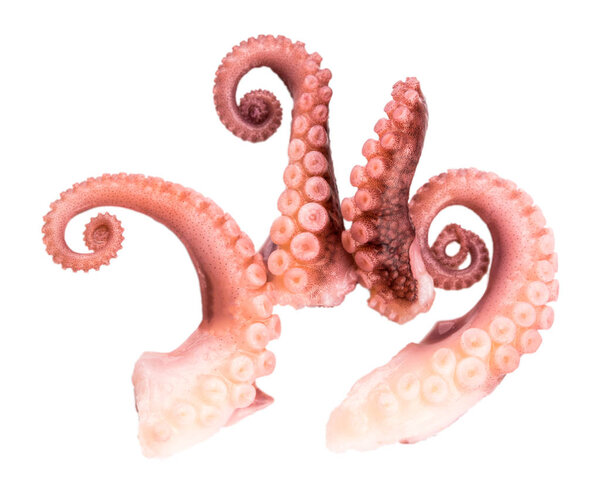 tentacles of octopus isolated on white background