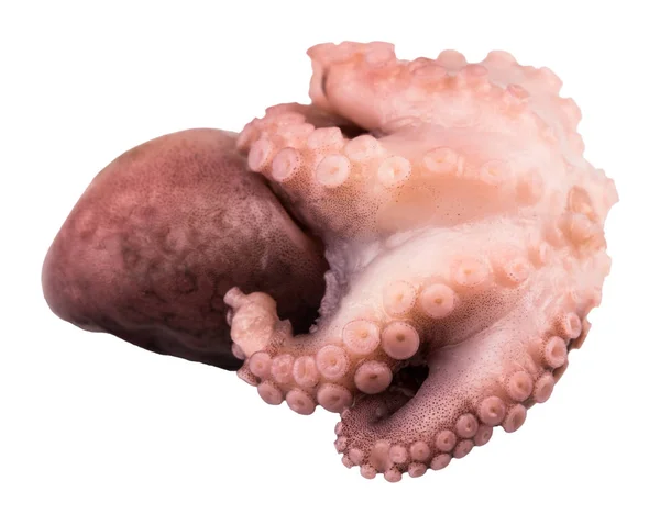 Petite pieuvre isolée sur fond blanc. Gros plan — Photo