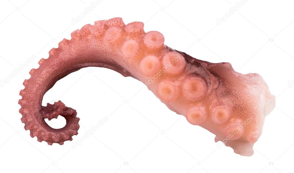 tentacles of octopus isolated on white background