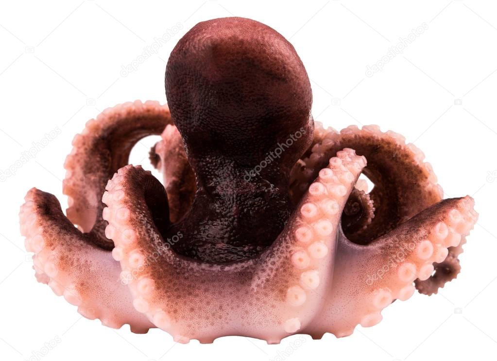 Small octopus isolated on white background. Close up