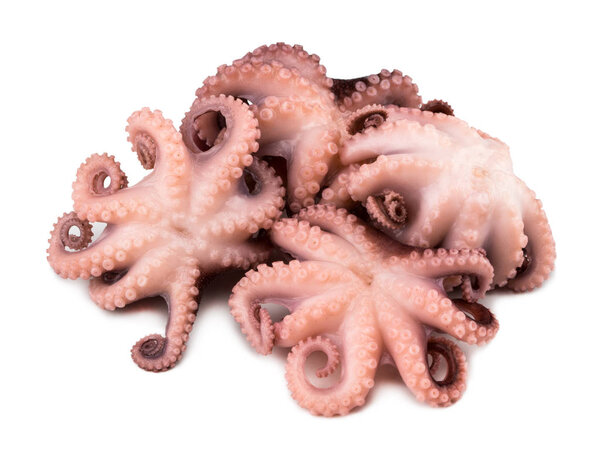 Small octopus isolated on white background. Close up