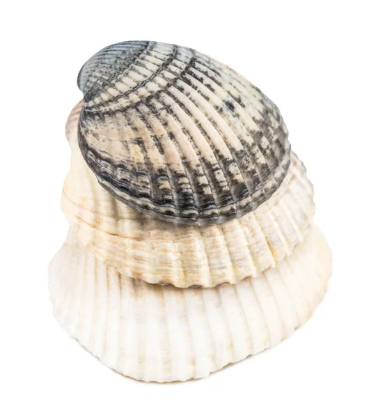 Sea shell isolerad på vit bakgrund. närbild — Stockfoto