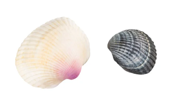 Sea shell isolerad på vit bakgrund. närbild — Stockfoto