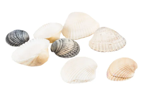 Beyaz arkaplanda izole edilmiş deniz kabuğu koleksiyonu — Stok fotoğraf