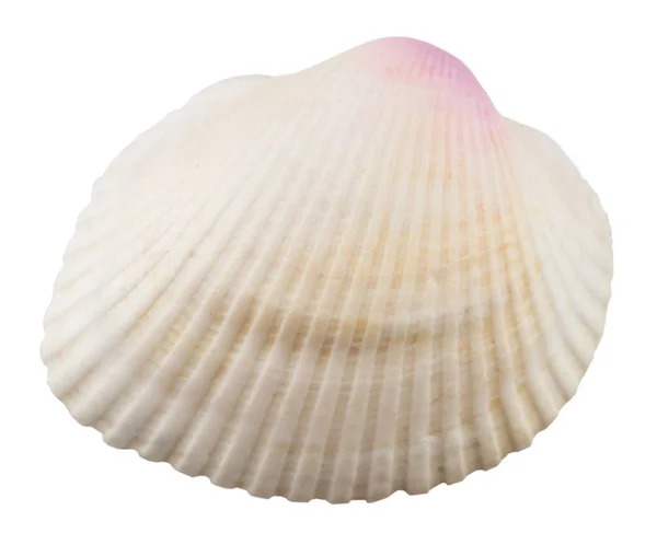 Sea shell isolerad på vit bakgrund. närbild — Stockfoto