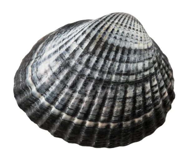 Sea shell isolerad på vit bakgrund. närbild — Stockfoto