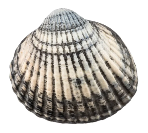 Sea shell isolerad på vit bakgrund. närbild — Stockfoto