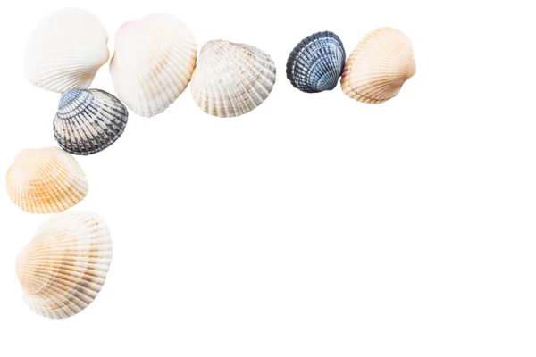 Sea shells on white background with copy space — Stock Photo, Image