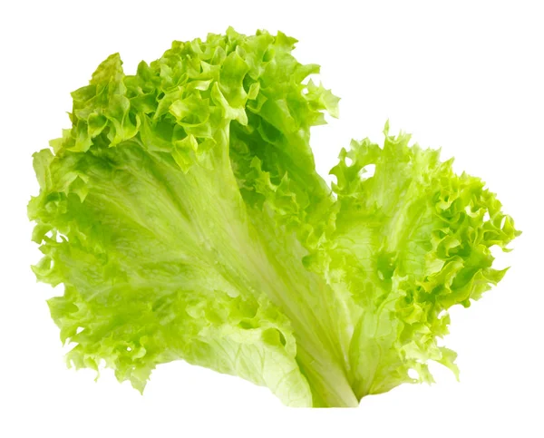 Leaf fresh lettuce isolated on white background — Stock Photo, Image