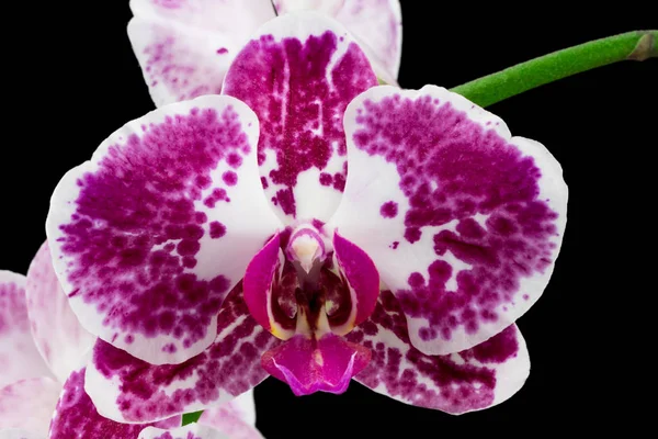 Die violette Orchidee Nahaufnahme auf dem schwarzen Hintergrund — Stockfoto