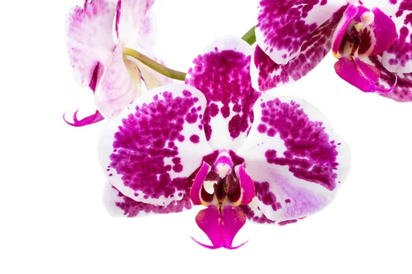 Rosa Orchidee isolieren auf weiß. mit Schnittpfad — Stockfoto