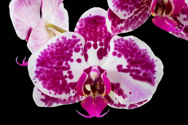 Orquídea rosa sobre fundo preto. Com caminho de recorte — Fotografia de Stock
