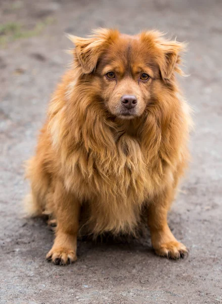 Closeup of beautiful, red dog sitting on the road — Stock Photo, Image