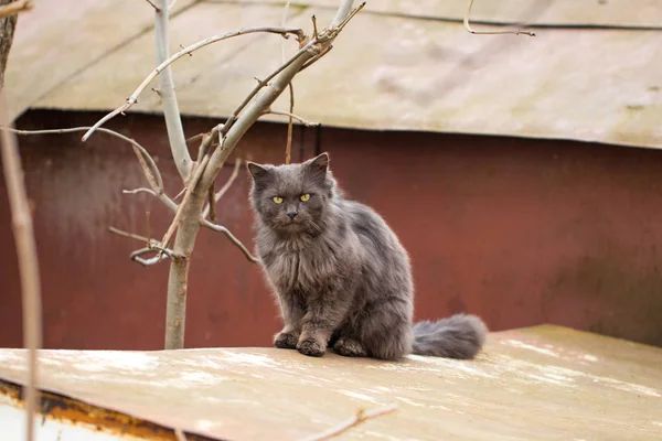 Domácí kočka hledí do kamery, zblízka — Stock fotografie