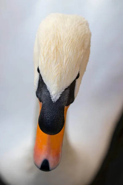 Portrét od Bílá labuť s oranžový zobák, detail — Stock fotografie