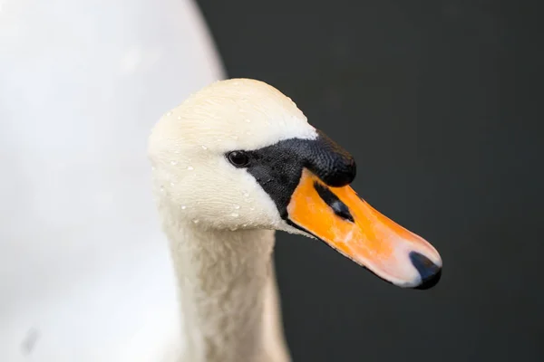 Portrét od Bílá labuť s oranžový zobák, detail — Stock fotografie