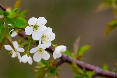 bir bahar çiçekli dal mavi gökyüzü arka planlar önünde