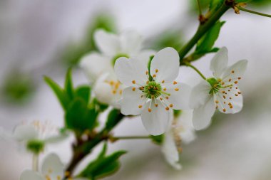 bir bahar çiçekli dal mavi gökyüzü arka planlar önünde