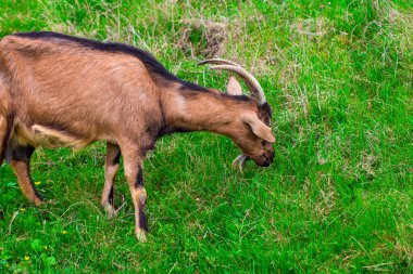  Genç bir beyaz keçi yeşil sulu ot yiyor