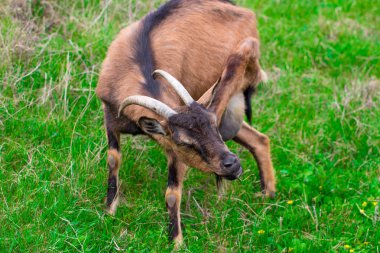  Genç bir beyaz keçi yeşil sulu ot yiyor