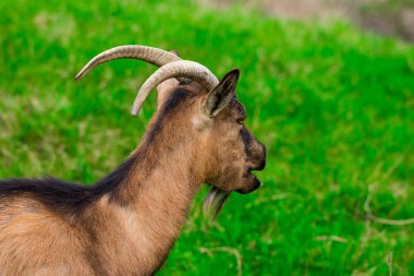  Genç bir beyaz keçi yeşil sulu ot yiyor
