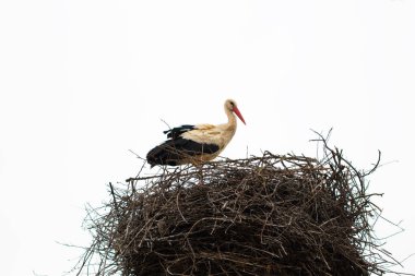 Leylek sıcak havada yuvasında duruyor