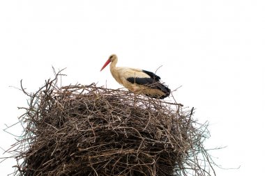 Leylek yuvasına sıcak havalarda ayakta. İzole üzerinde beyaz ba