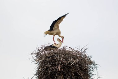 İki beyaz leylek Ciconia ciconia yuvada çiftleşme
