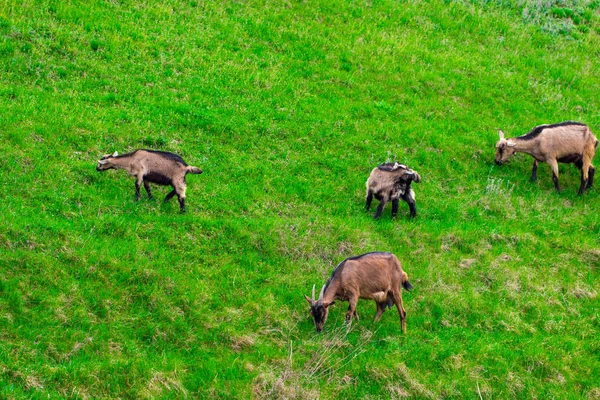 No verão, um dia ensolarado brilhante, uma família de cabras pastando em — Fotografia de Stock