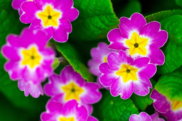 Perenn primrose eller primula i våren trädgården. Gullvivor i — Stockfoto