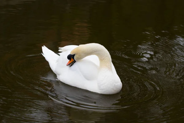 Portrét od Bílá labuť s oranžový zobák, detail — Stock fotografie
