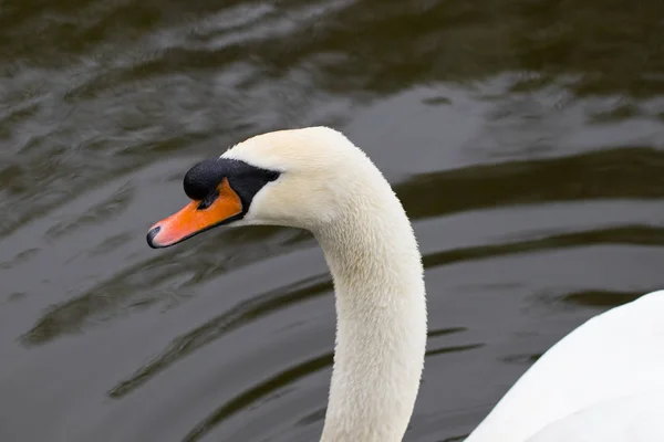 Portrét od Bílá labuť s oranžový zobák, detail — Stock fotografie